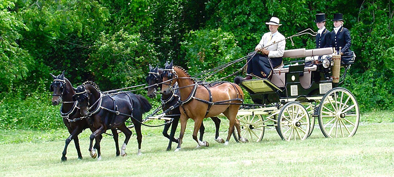 healthy critters radio driving horses