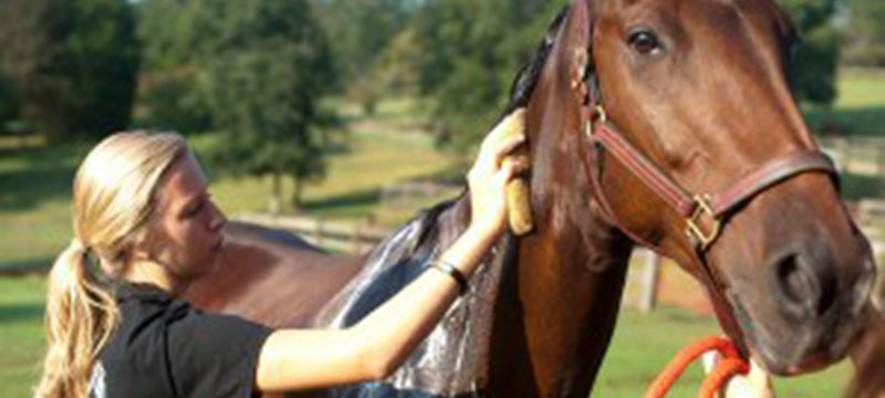 Healthy Critters Radio Warhorse Solutions