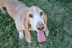 Healthy Critters Radio Episode 13 by BiostarUS – Whole Food Diets in Big Barns, Nutrient Depletion, Top Animal Movies and the Basset Hound