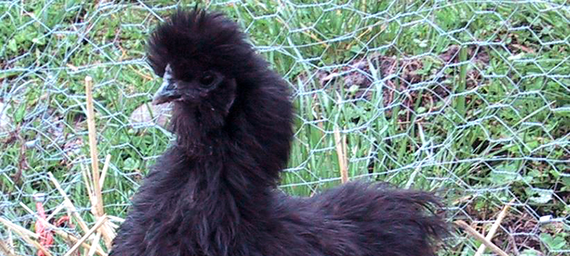 Silkie Chicken HCR Episode 15