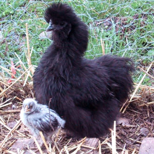 silkie-chicken-sq