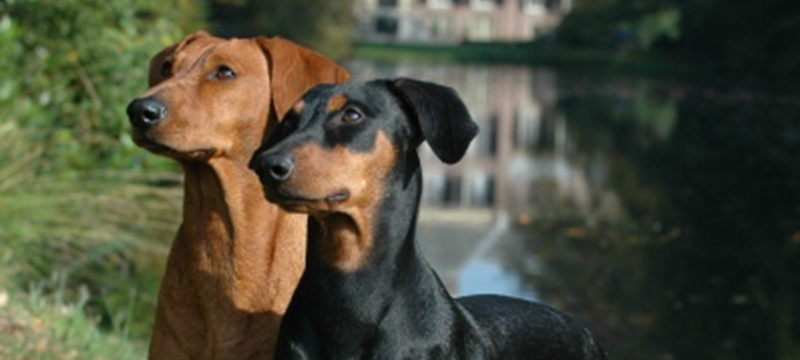 Healthy Critters Radio German Pinscher