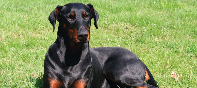 Healthy Critters #53: Coping With Stress, Doberman, Which Supplement When, & Horse Shopping