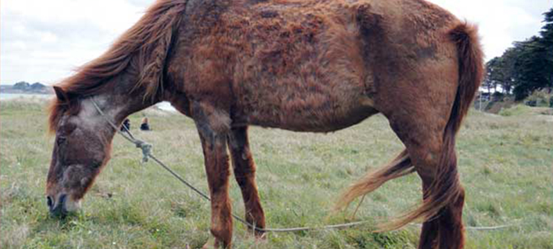 Healthy Critters #59: Showing Rabbits, Care of Cushing’s Horses, Shorthair Cats