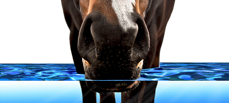 Healthy Critters #63: Equine Hydration Formulas, Plymouth Rock Chicken, Horse & Dog Coat Health Tips