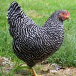 Healthy Critters Radio Episode 63: Plymouth Rock Chickens