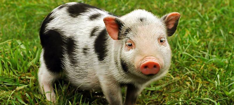 Healthy Critters #78 Potbellied Pigs, How Music Affects Horses, Dog Body Language, and Is Wheat Good for Horses?