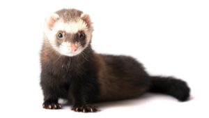 Ferrets | Healthy Critters Radio