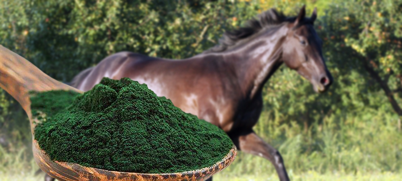 Healthy Critters # 81- Healthy Coats, Spirulina for Horses, TV Shows Your Horse Would Watch