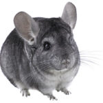 Chinchilla