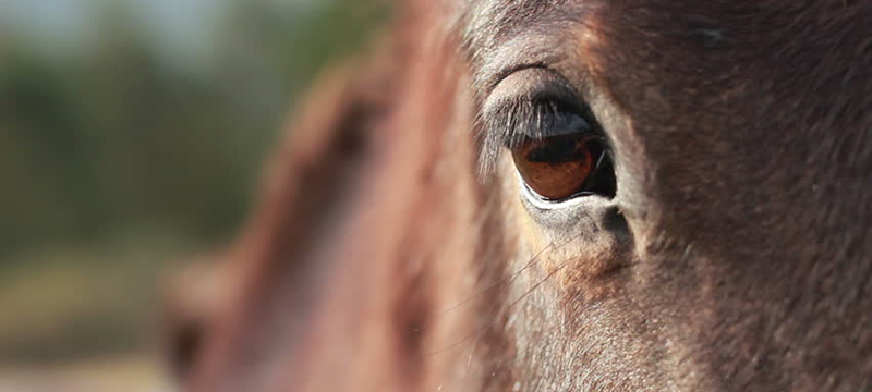 Healthy Critters # 83- Shedding Out Winter Coats, Stress Relief for Equines, Horses As Social Creatures