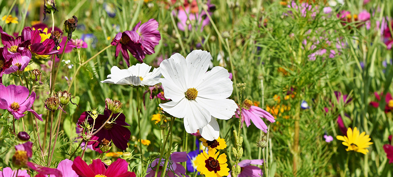 Healthy Critters #87- Horse Pasture Pollinators, Smectite Clay for Horses, Pet Parakeet Basics