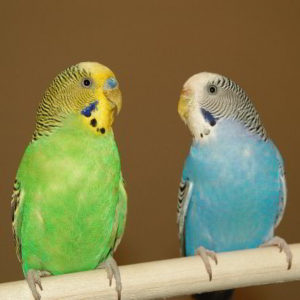 Healthy Critters Radio Parakeets