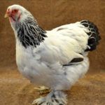 Brahma Chicken | Healthy Critters Radio