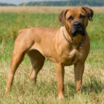 Healthy Critters Radio 101 - Canine Boerboel