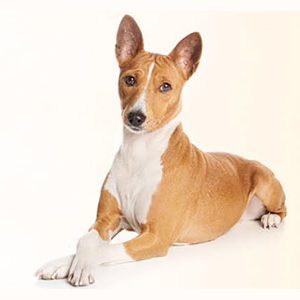 Basenji dog breed | Healthy Critters Radio