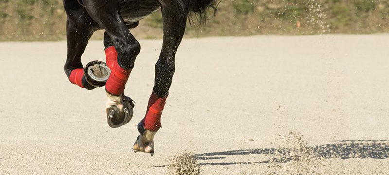 Arena Footing and Equine Asthma, the Use of Omeprazole, & MDR-1