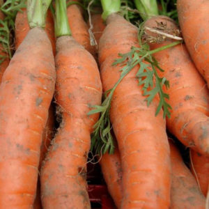 Carrots