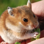 Horse Probiotics & Hamsters | Healthy Critters Radio