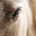 choosing the best horse calming supplements | Healthy Critters Radio