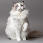 Ragdoll Cat Discussion Breed of the Show on Healthy Critters Radio