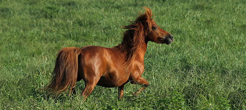 Healthy Critters #120: Miniature Horses, Doggie Diarrhea, Stress-Busting Tips