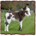 Mini-Donkey on Healthy Critters Radio