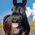 Inflammation in Horses; Laughter Is the Best Medicine | Healthy Critters Radio
