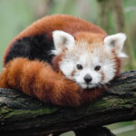 Red Panda | Healthy Critters Radio