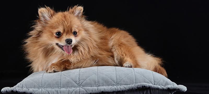 Healthy Critters #131: Public Relations, Pomeranians, What ‘Natural’ Really Means