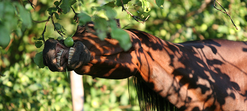 Healthy Critters #133: Air Filtration for Barns with Bode Miller, Quercetin for Horses, Songbirds