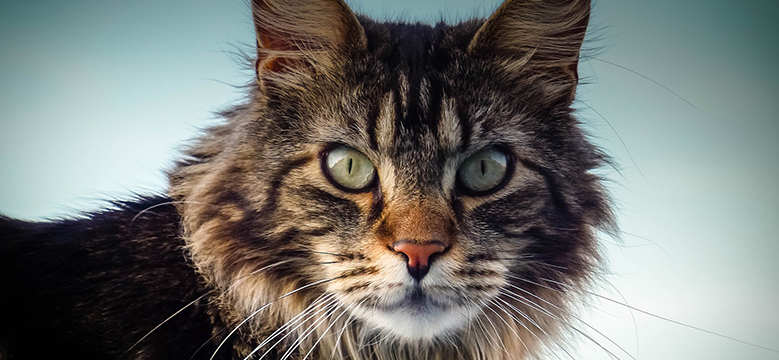 Healthy Critters #135: Technology and Animals, Allergies on the Rise, & Maine Coons