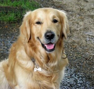 Golden Retriever | Healthy Critters Radio