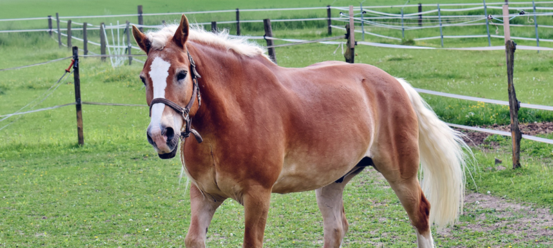 Healthy Critters #146: Stable Vices, Haflinger Horses, Winter Wear Tips