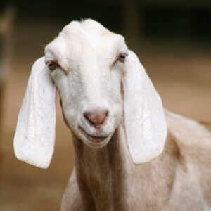Goats at Healthy Critters Radio