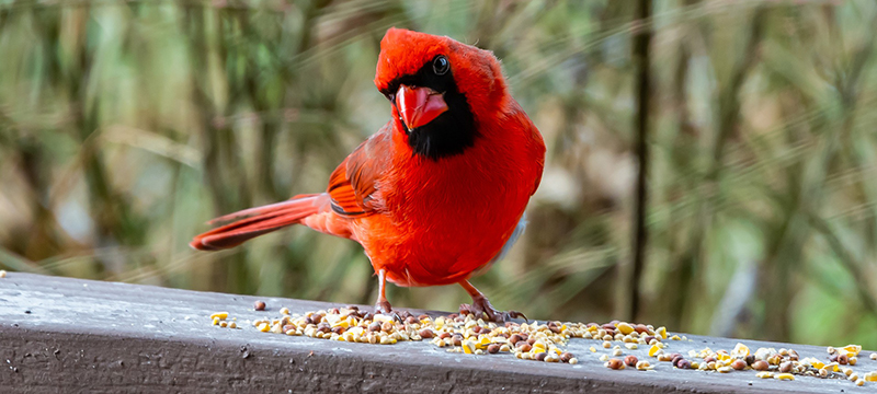 Healthy Critters #156: Fly Control Tips, Cardinals, Choosing a Dog Breeder
