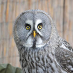 Great Grey Owl | Healthy Critters Radio