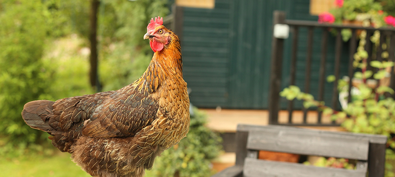 Backyard Chickens, Gut-Brain Connection | Healthy Critters Radio