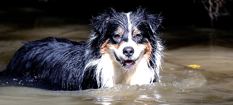 Puppy Training with Lizzy Meyer | Healthy Critters Radio