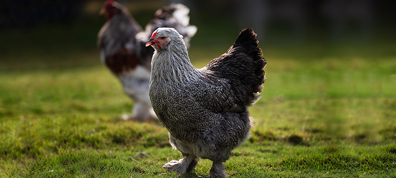 Dark Brahma Chickens Episode 162 Healthy Critters Radio