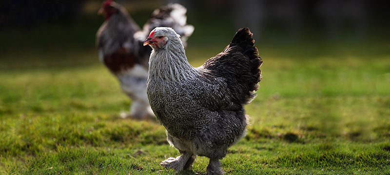 Healthy Critters #162: Behind the Scenes at Biostar, Anhidrosis, Dark Brahma Chicken