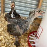 Dark Brahma Chickens | Healthy Critters Radio