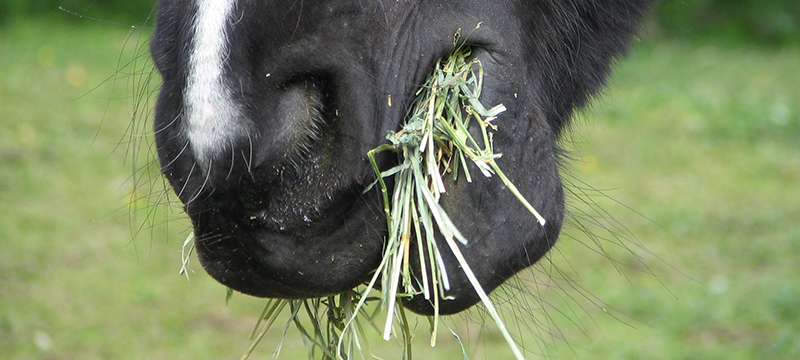 Episode 164 Healthy Critters Radio Vitamin E for Horses