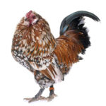 Mille Fleur d'Uccle | BioStar US