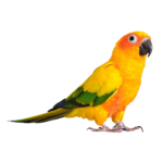 Sun Conure | Healthy Critters Radio by BioStar US