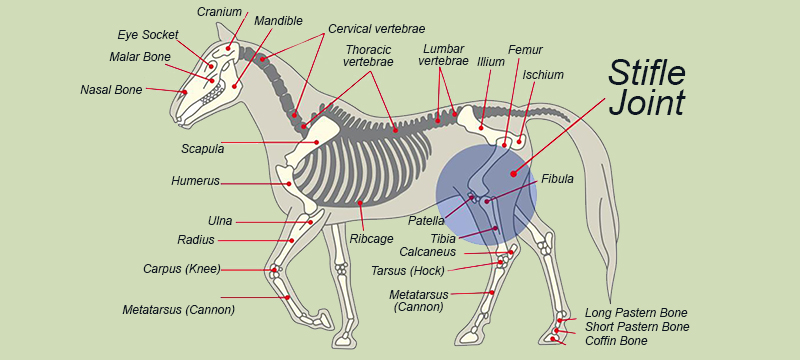 Healthy Critters #169: Rehabilitation of the Stifle Joint, Loss of a Beloved Animal, Texas Whitetail Deer