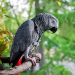 Reducing Travel Stress on Horses; African Grey Parrot | BioStar US