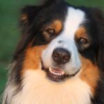 Rehabilitation of the Stifle Joint, the Grief of Loss of a Beloved Pet | BioStar US