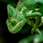 Yeast Probiotics, What Senior Animals Teach Us, & Chameleons | Healthy Critters Radio