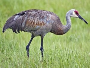 Sandhill Crane | Healthy Critters Radio